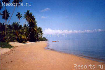Coconut Laguna 20